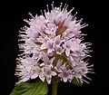Mentha aquatica guli yaqindan