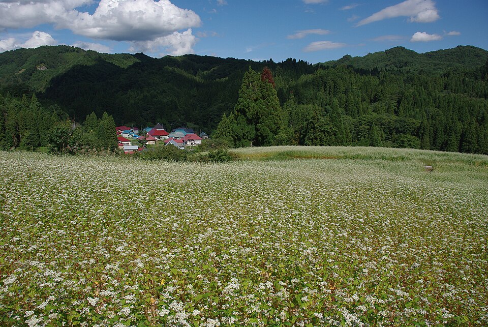 Fayl:喜多方市山都町宮古の蕎麦畑 - panoramio.jpg