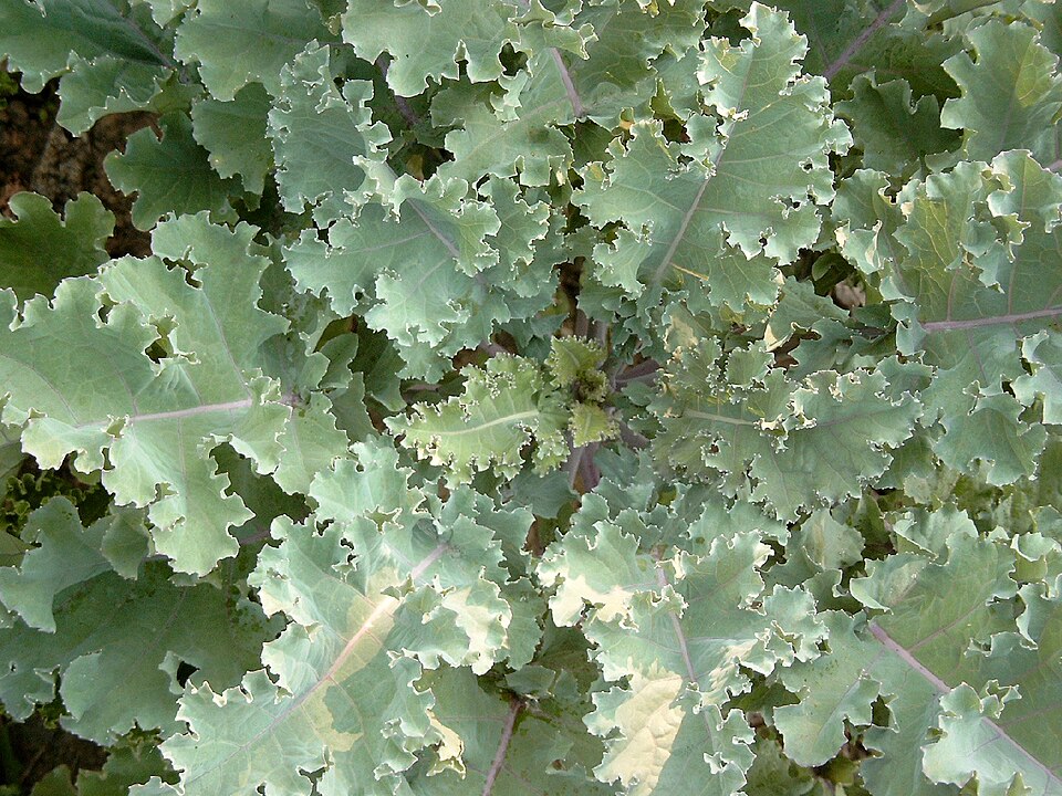 Fayl:Blauer stangenkohl.jpg