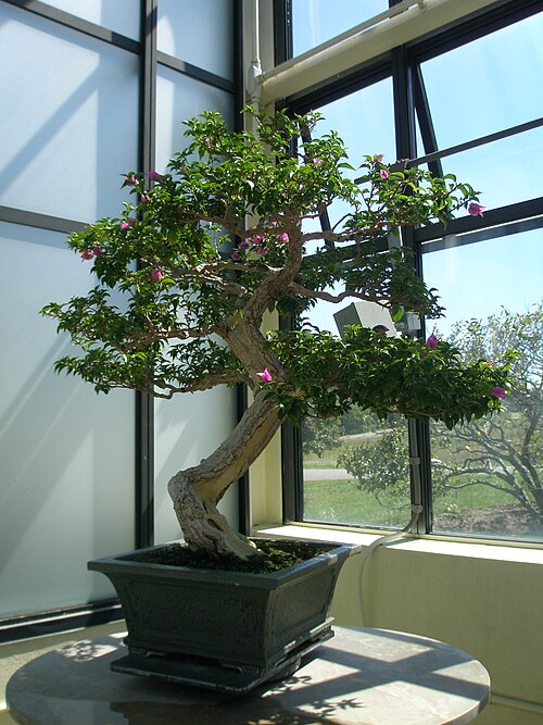 Fayl:Bougainvillea Bonsai.jpg