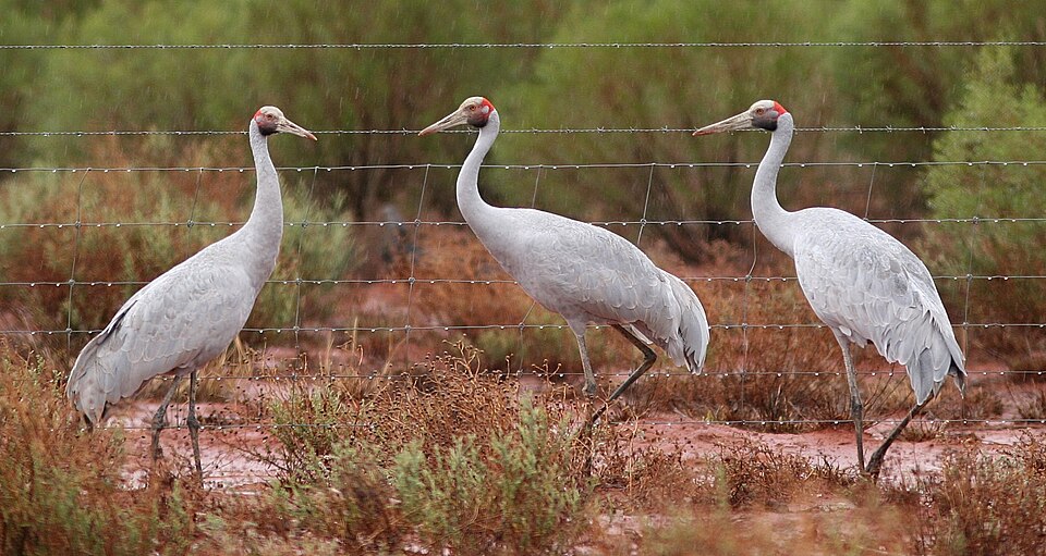 Fayl:Brolga.jpg