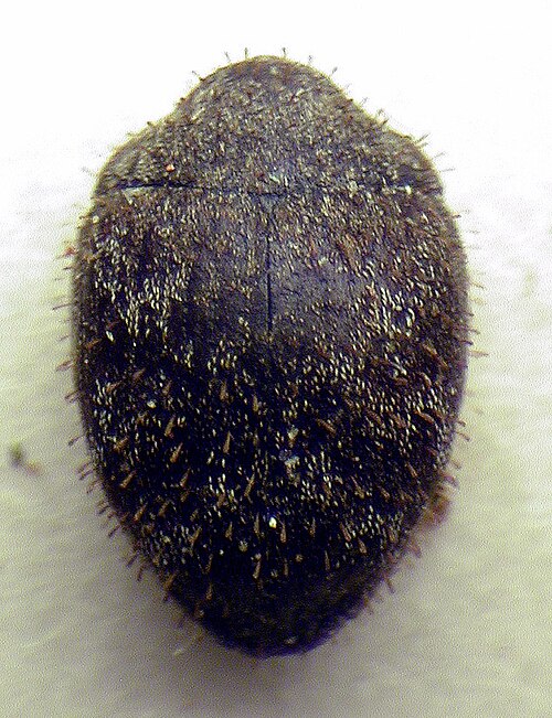 Fayl:Curimopsis setigera.jpg