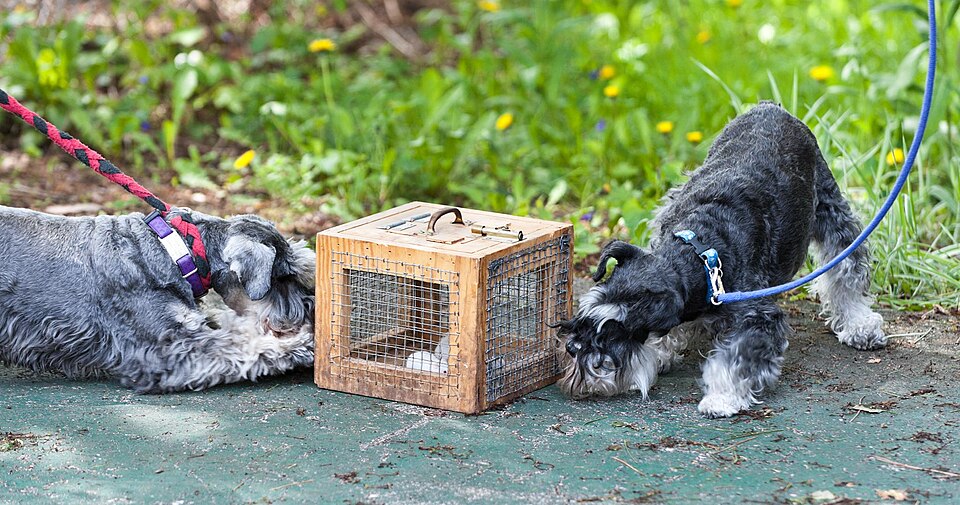Fayl:Earthdog Trial (5806736825).jpg