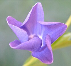 Vinca minor, buzuq aestivatsiya