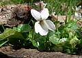 Oq V. odorata