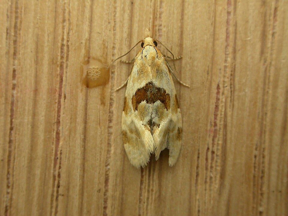 Fayl:Aethes rubigana.jpg
