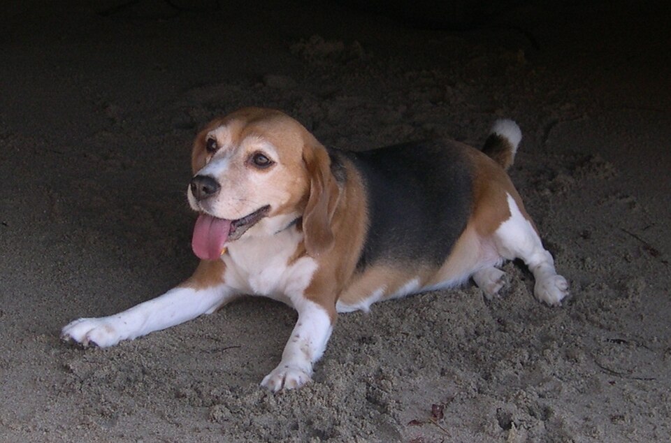 Fayl:Beagle1.jpg