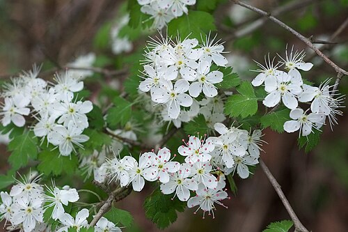 Crataegus marshallii