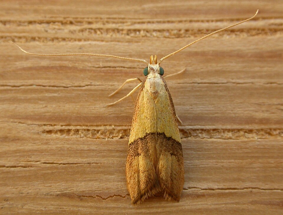 Fayl:Crocanthes prasinopis.jpg