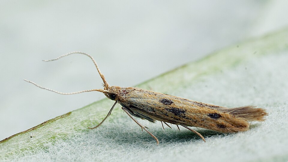 Fayl:Carpochena squalorella (48448212437).jpg