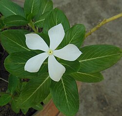 Oq qizgʻish periwinkle