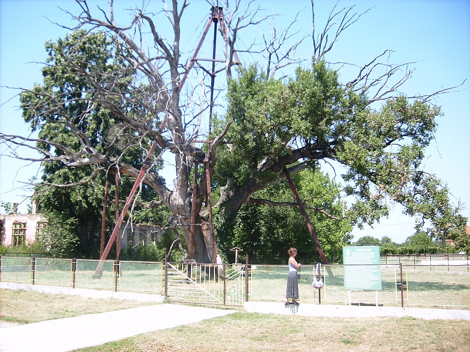 Fayl:Granit Oak Bulgaria 02.JPG