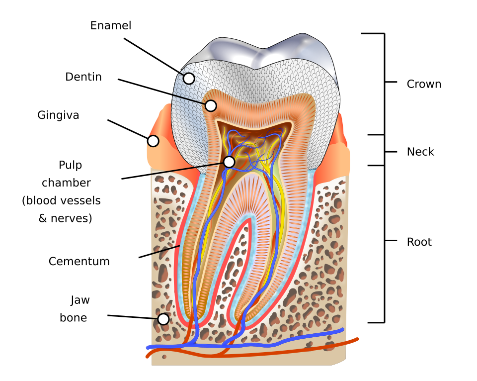 Fayl:Human tooth diagram-en.svg