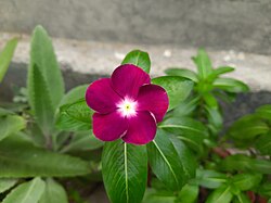 Binafsha rangli Catharanthus roseus