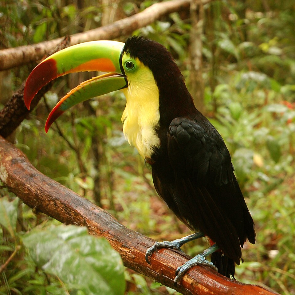 Fayl:Ramphastos sulfuratus -Belize Zoo-6a-2c.jpg