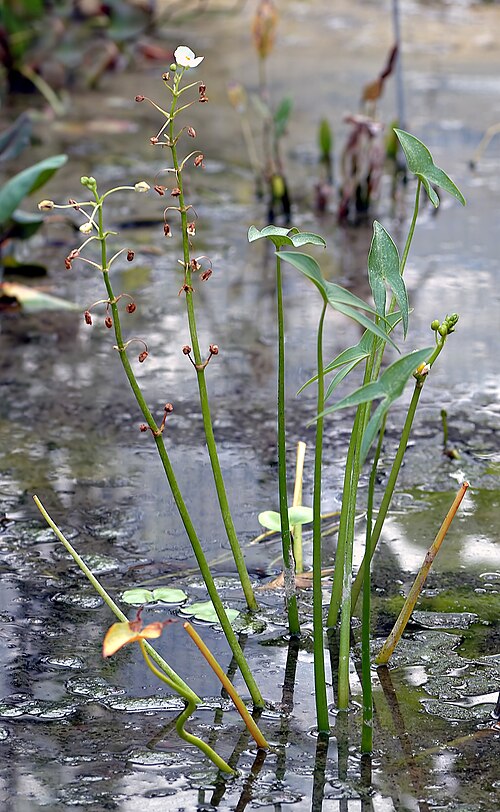 Fayl:Sagittaria montevidensis (aka).jpg