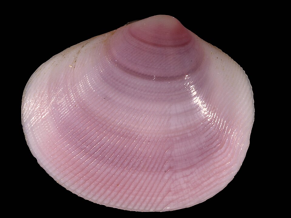 Fayl:Strigilla carnaria.jpg