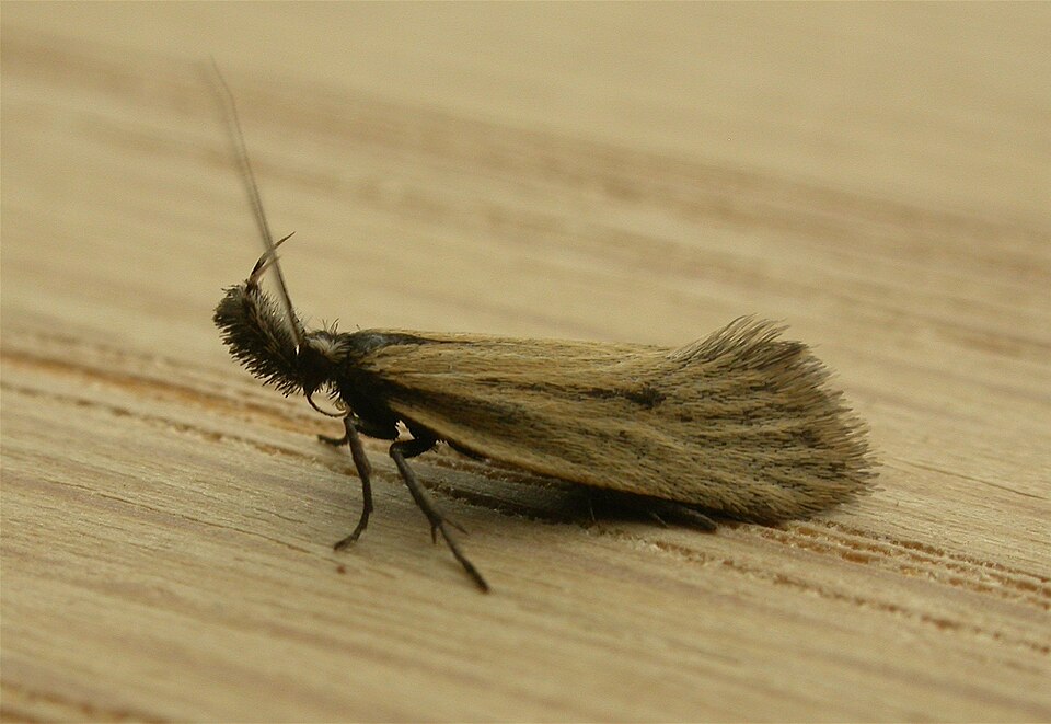 Fayl:Thema protogramma.jpg