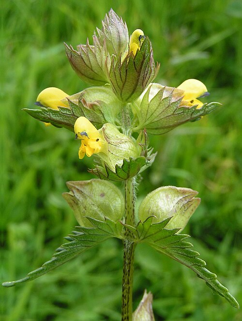 Fayl:Yellow-rattle close 700.jpg