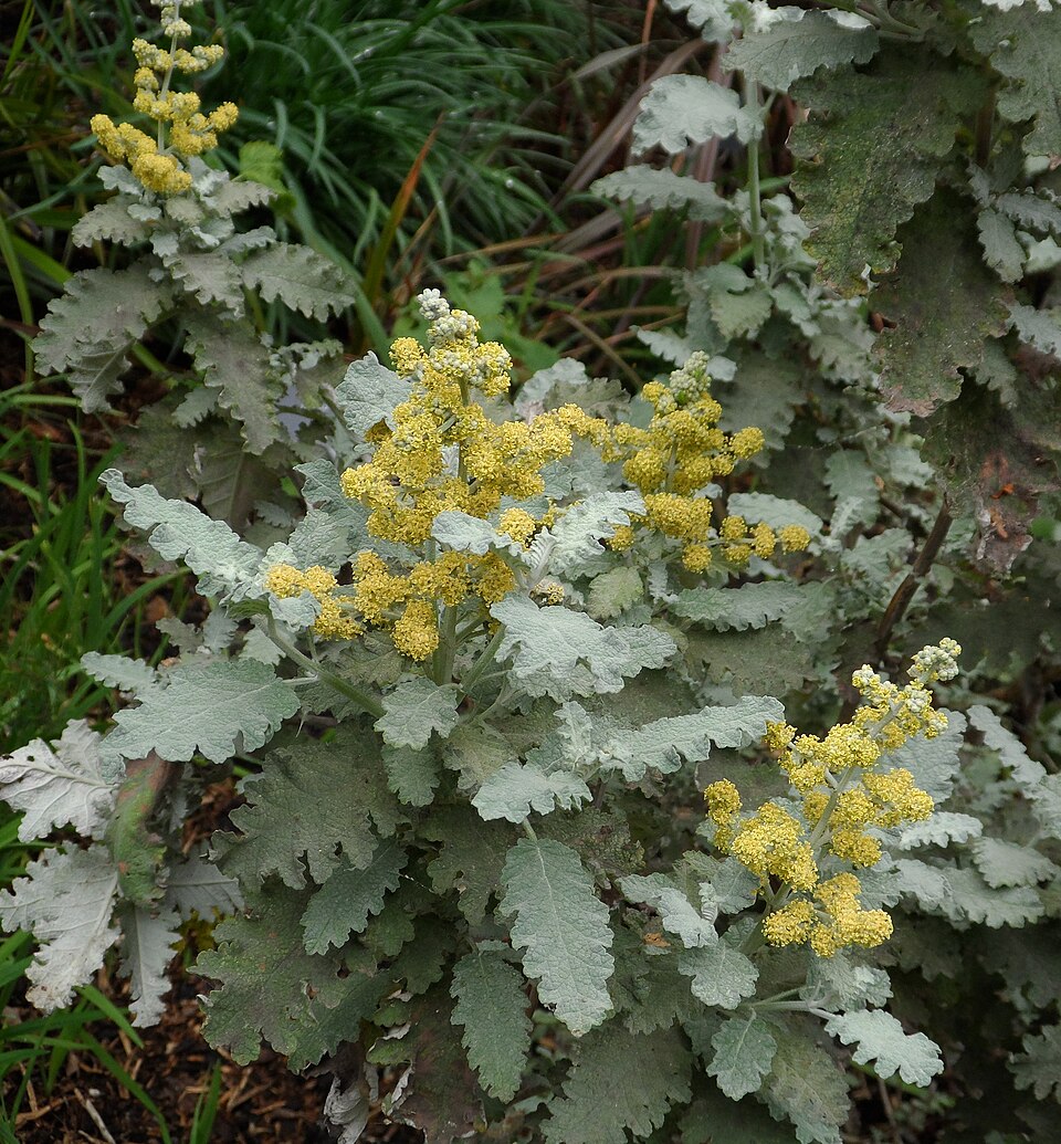 Fayl:Buddleja glomerata.jpg