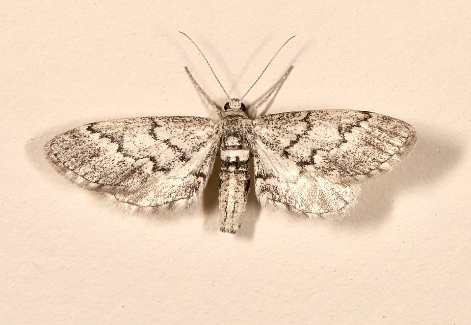 Fayl:Glaucina eupetheciaria ssp. lucida.jpg
