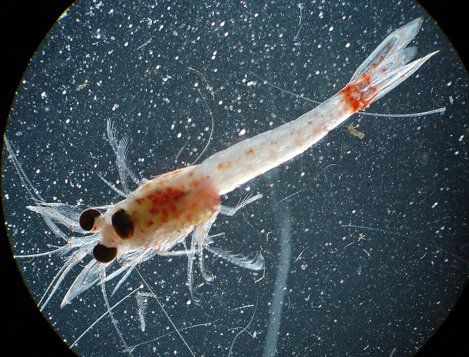 Fayl:Hemimysis anomala GLERL 2.jpg