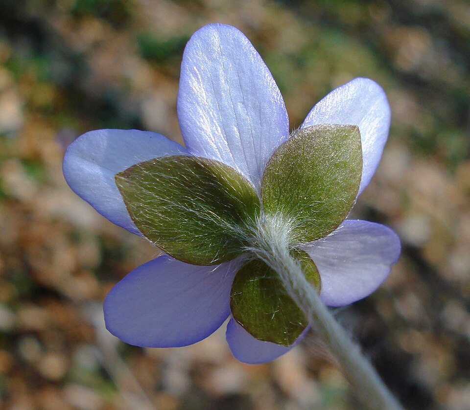 Fayl:Hepatica nobilis Kelchblätter W.jpg