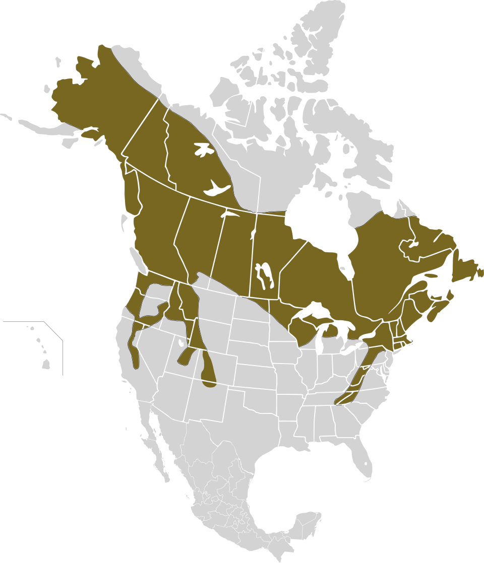 Fayl:Lepus americanus map.svg