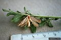 18:07, 2011-yil 23-avgust dagi versiya uchun tasvir