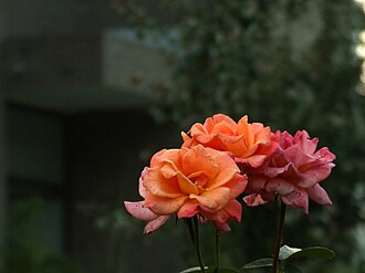 Rosa chinensis seleksion navi