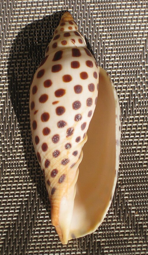 Fayl:Scaphella junonia.jpg