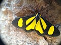 Cyllopoda bipuncta