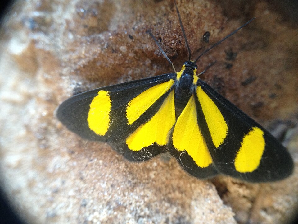 Fayl:Cyllopoda bipuncta.jpg