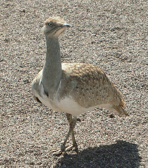 Afrika yoʻrgʻa tuvalogʻi