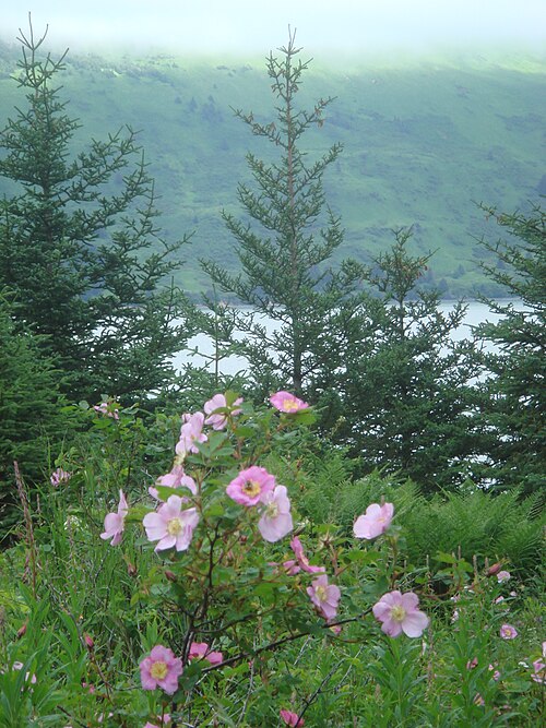 Fayl:Mountain roses on Raspberry Island.JPG