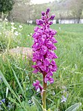 Orchis mascula Fransiya, Pireney