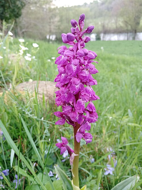 Fayl:Orchis mâle (Orchis mascula) 01.jpg