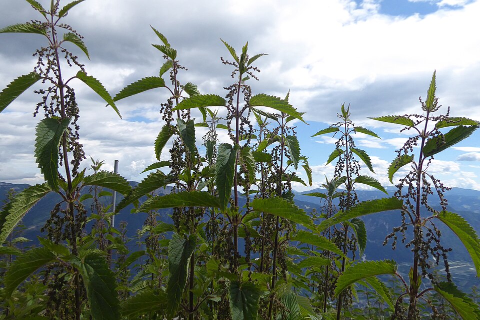 Fayl:Urtica dioica Panarotta 01.jpg