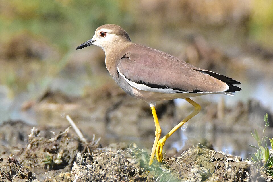 Fayl:Vanellus leucurus in Kazakhstan.jpg