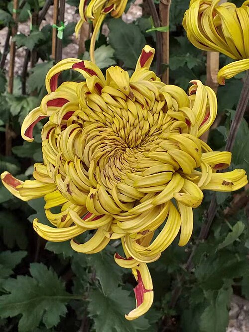 Fayl:菊花 20190929085348 04.jpg