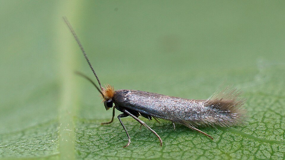 Fayl:Bucculatrix cristatella (48001989342).jpg