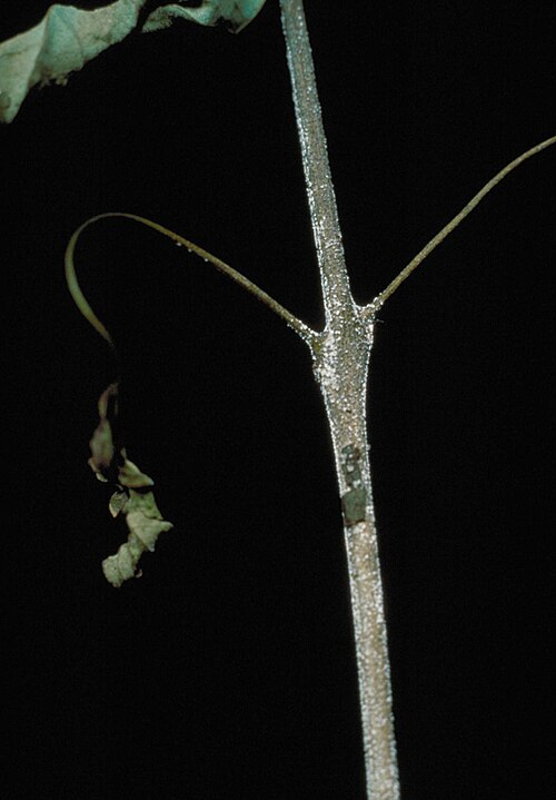 Fayl:Calonectria kyotensis.jpg