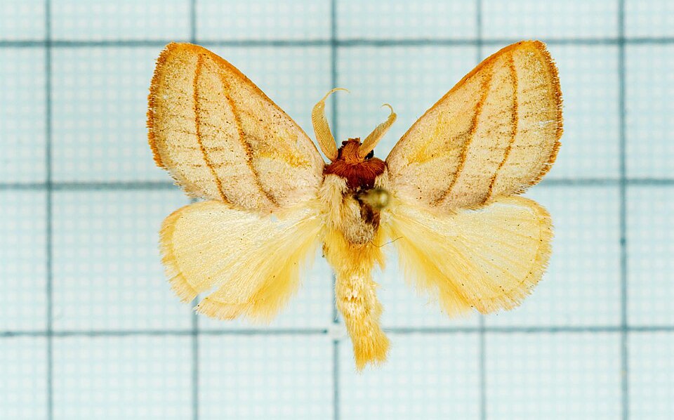 Fayl:Cania heppneri male.jpg