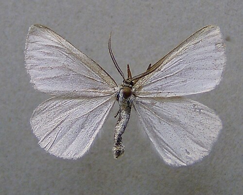 Crocota niveata