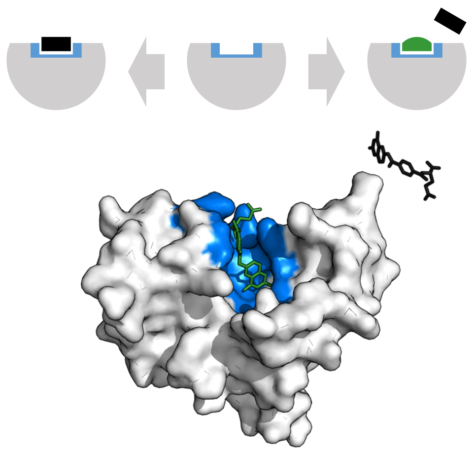 Fayl:DHFR methotrexate inhibitor.svg