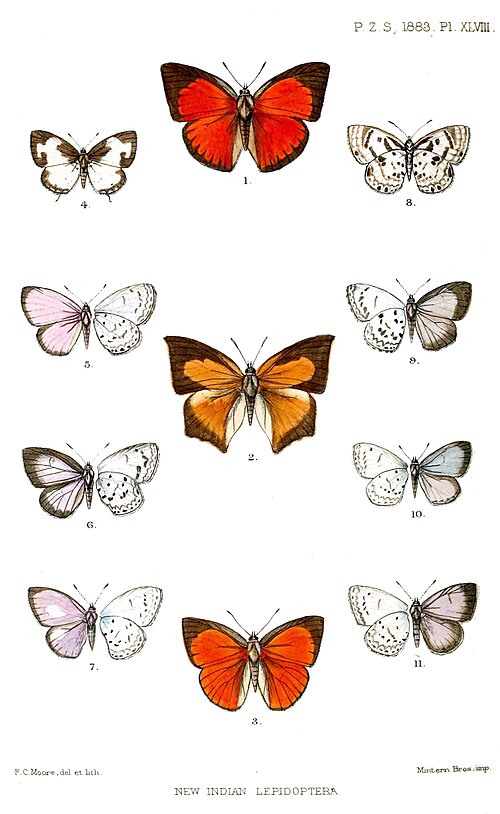 Curetis saronis