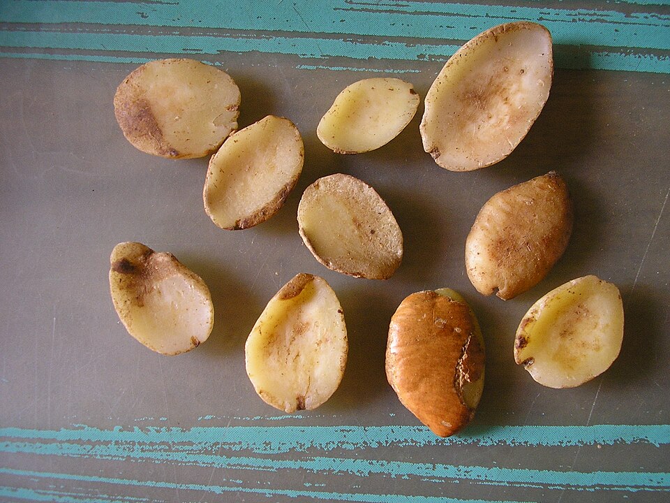 Fayl:Ogbono (Irvingia gabonensis).jpg