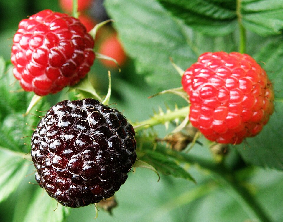 Fayl:Rubus occidentalis 2008 07 06.JPG
