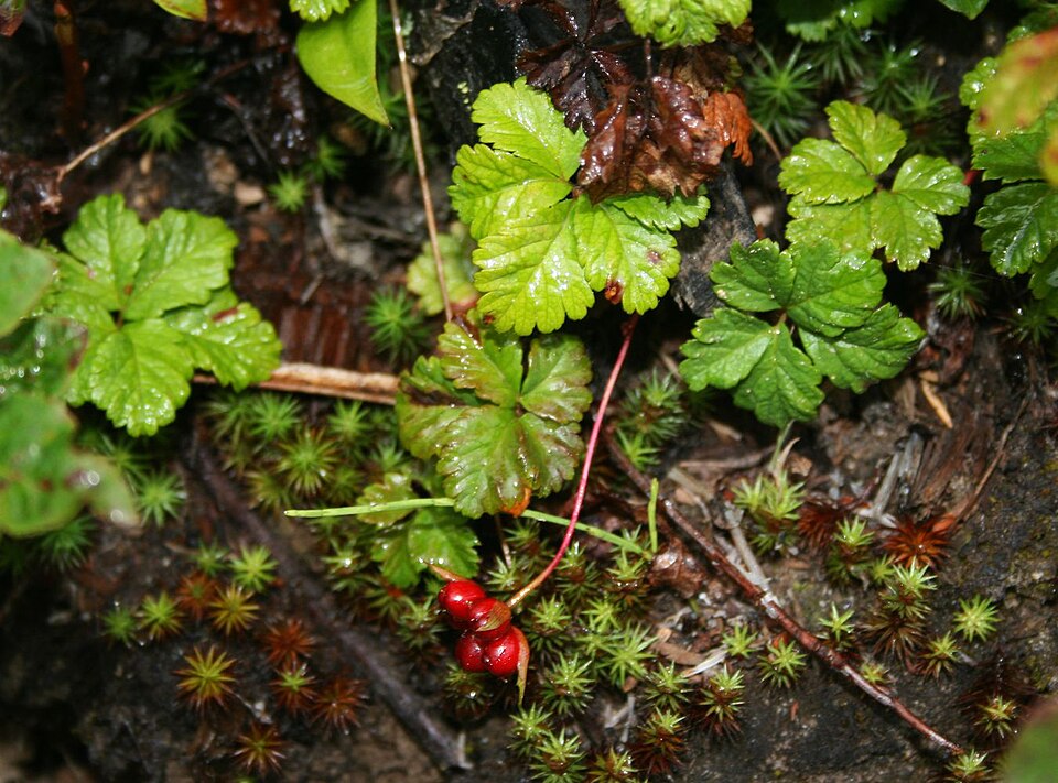 Fayl:Rubus pedatus 1.jpg