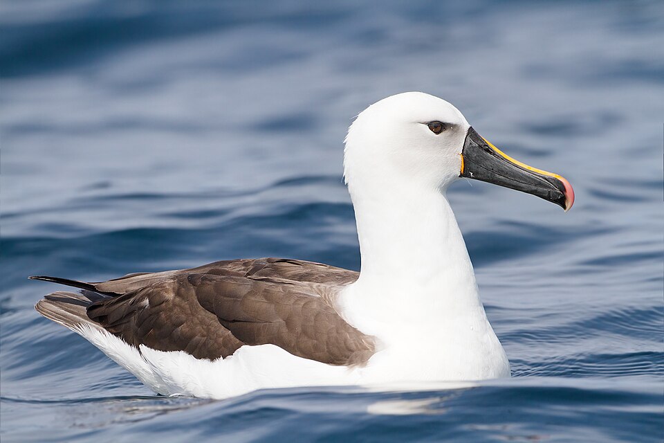 Fayl:Thalassarche carteri - SE Tasmania.jpg